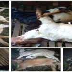 WhatsApp Image 2026-04-21 at 14.11.23